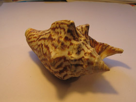 Смотреть фото Стромбус Петушиный хвост Фото Стромбус Петушиный хвост