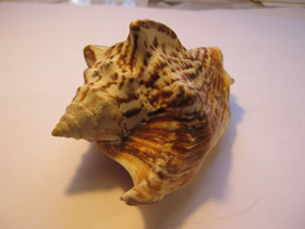 Смотреть фото Стромбус Петушиный хвост Фото Стромбус Петушиный хвост