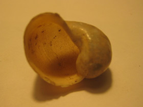 Фото Прудовики