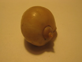 Фото Прудовики