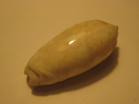 Фото Oliva incrassata