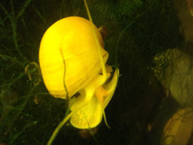 Фото Обыкновенная ампуллярия