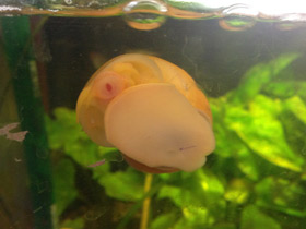 Фото Обыкновенная ампуллярия