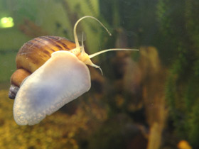 Фото Обыкновенная ампуллярия