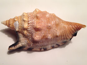 Фото Рогатый стромбус