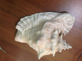 Смотреть фото Гигантский стромбус Фото Гигантский стромбус