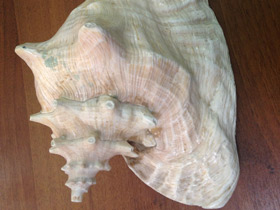 Смотреть фото Гигантский стромбус Фото Гигантский стромбус