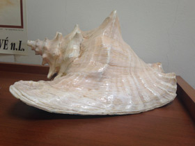 Смотреть фото Гигантский стромбус Фото Гигантский стромбус