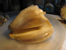 Смотреть фото Гигантский стромбус Фото Гигантский стромбус