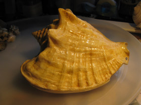 Смотреть фото Гигантский стромбус Фото Гигантский стромбус