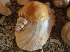 Смотреть фото Широчайший стромбус Фото Широчайший стромбус