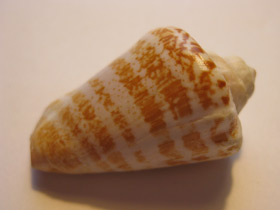 Смотреть фото Стромбус лухуанус Фото Стромбус лухуанус