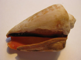 Смотреть фото Стромбус лухуанус Фото Стромбус лухуанус