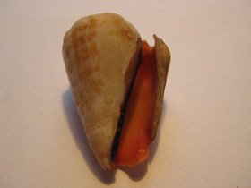 Смотреть фото Стромбус лухуанус Фото Стромбус лухуанус