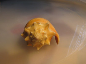 Смотреть фото Вест-Индский бойцовый стромбус Фото Вест-Индский бойцовый стромбус