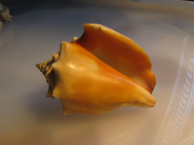 Смотреть фото Вест-Индский бойцовый стромбус Фото Вест-Индский бойцовый стромбус