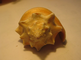 Смотреть фото Вест-Индский бойцовый стромбус Фото Вест-Индский бойцовый стромбус