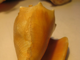 Смотреть фото Вест-Индский бойцовый стромбус Фото Вест-Индский бойцовый стромбус