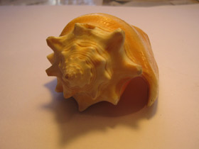 Смотреть фото Вест-Индский бойцовый стромбус Фото Вест-Индский бойцовый стромбус