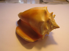 Смотреть фото Вест-Индский бойцовый стромбус Фото Вест-Индский бойцовый стромбус