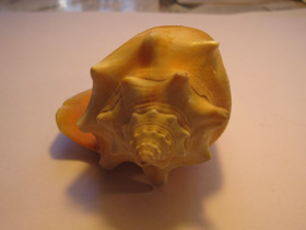 Смотреть фото Вест-Индский бойцовый стромбус Фото Вест-Индский бойцовый стромбус