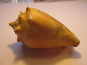 Смотреть фото Вест-Индский бойцовый стромбус Фото Вест-Индский бойцовый стромбус