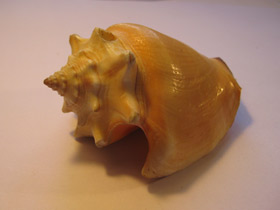 Смотреть фото Вест-Индский бойцовый стромбус Фото Вест-Индский бойцовый стромбус