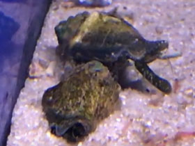 Фото Черноротый стромбус