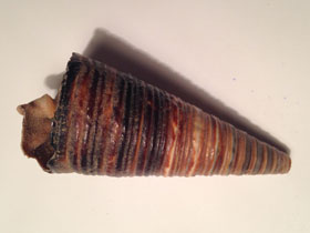 Фото Поматииды