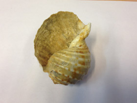 Смотреть фото Ребристая тонна Фото Ребристая тонна