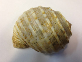 Смотреть фото Ребристая тонна Фото Ребристая тонна