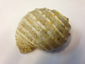 Смотреть фото Ребристая тонна Фото Ребристая тонна