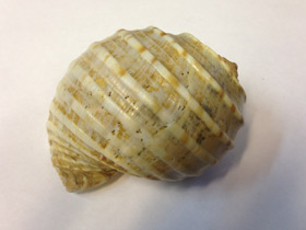 Смотреть фото Ребристая тонна Фото Ребристая тонна