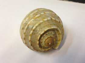 Смотреть фото Ребристая тонна Фото Ребристая тонна