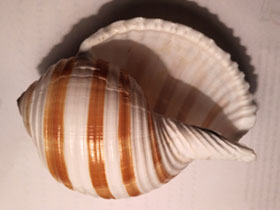 Смотреть фото Ленточная тонна Фото Ленточная тонна