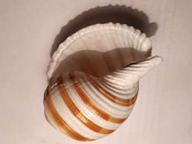 Смотреть фото Ленточная тонна Фото Ленточная тонна