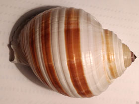 Смотреть фото Ленточная тонна Фото Ленточная тонна