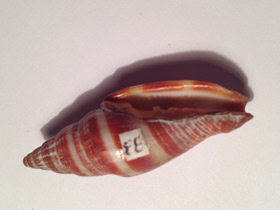 Фото Разукрашенный вексиллюм