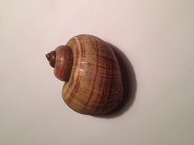 Смотреть фото Уссурийская живородка Фото Уссурийская живородка