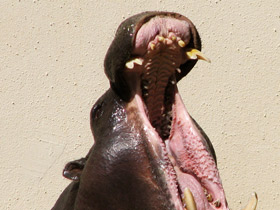 Смотреть фото Карликовый бегемот Фото Карликовый бегемот