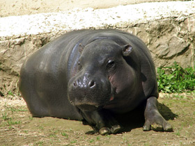 Смотреть фото Карликовый бегемот Фото Карликовый бегемот