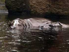 Смотреть фото Карликовый бегемот Фото Карликовый бегемот