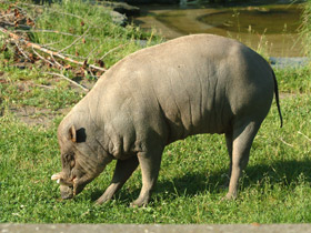 Смотреть фото Бабируса Фото Бабируса