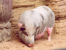 Смотреть фото Мини свинья Фото Мини свинья