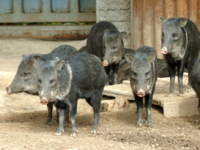 Смотреть фото Ошейниковый пекари Фото Ошейниковый пекари