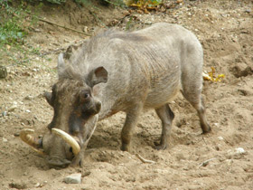 Смотреть фото Африканский бородавочник Фото Африканский бородавочник