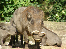 Африканский бородавочник Африканский бородавочник