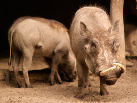 Смотреть фото Африканский бородавочник Фото Африканский бородавочник