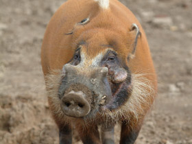 Кистеухая свинья Кистеухая свинья