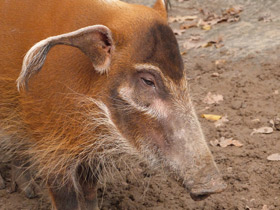 Кистеухая свинья Кистеухая свинья